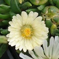 Delosperma congestum 'Album'